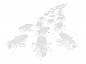 background image of coackroaches