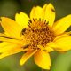 Image of flies on a spring flower