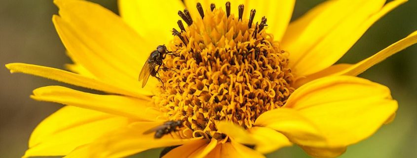 Image of flies on a spring flower