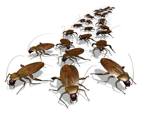 procare_roaches