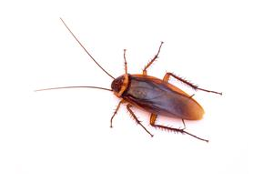 Cockroach
