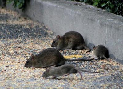 Rodent Blurb