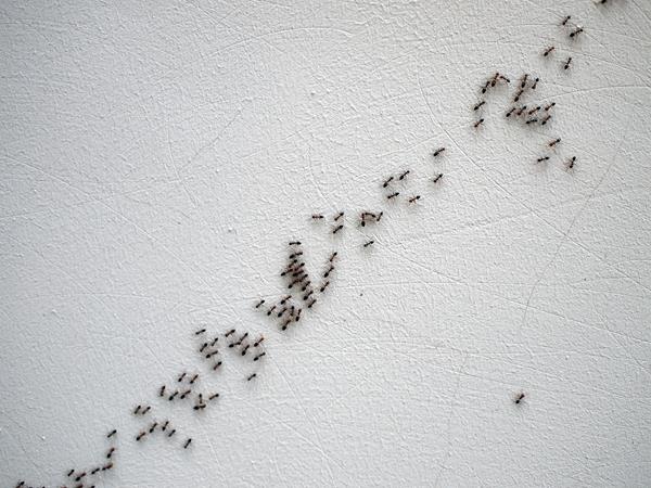 Ant Blurb