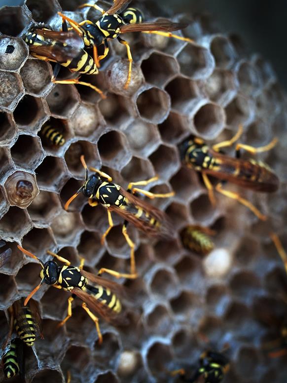 Wasp Blurb