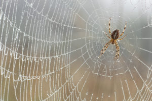 Dew drops on the spider web