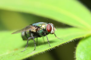 small insect